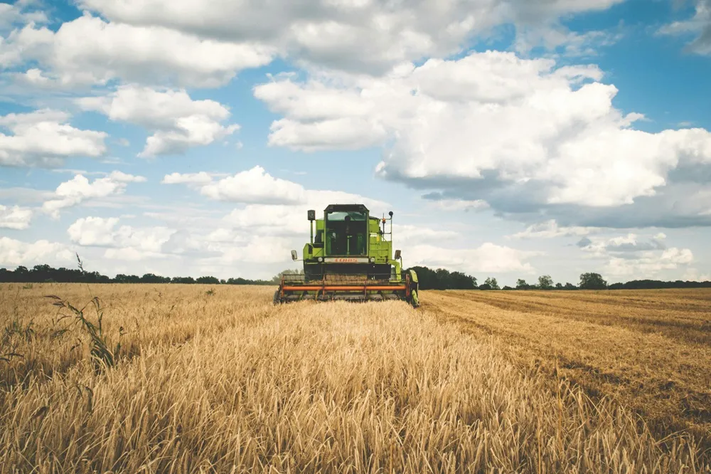 Image of a Green Combine Harvester front view harvesting a wheat field with a blue sky.